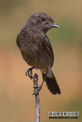 �װߺ�ʯ�S������