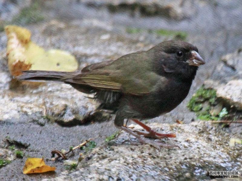 ������ȸ��ͼƬ