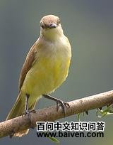 ţ���l��