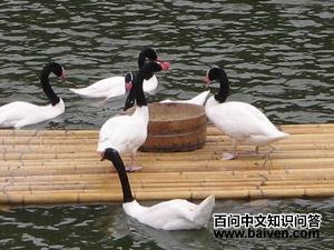 �ھ����