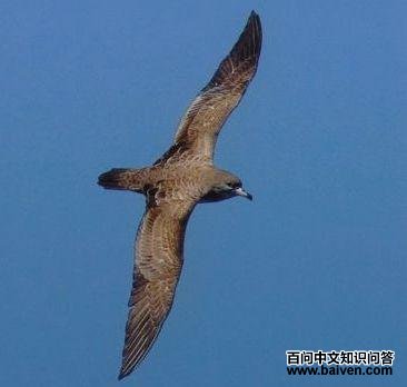 �ڽ�������