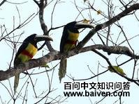 �ھ����������