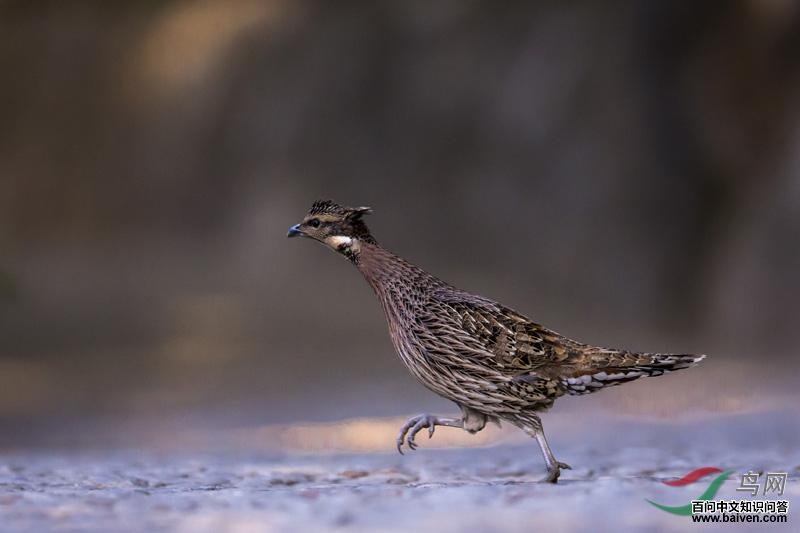 �׼�������