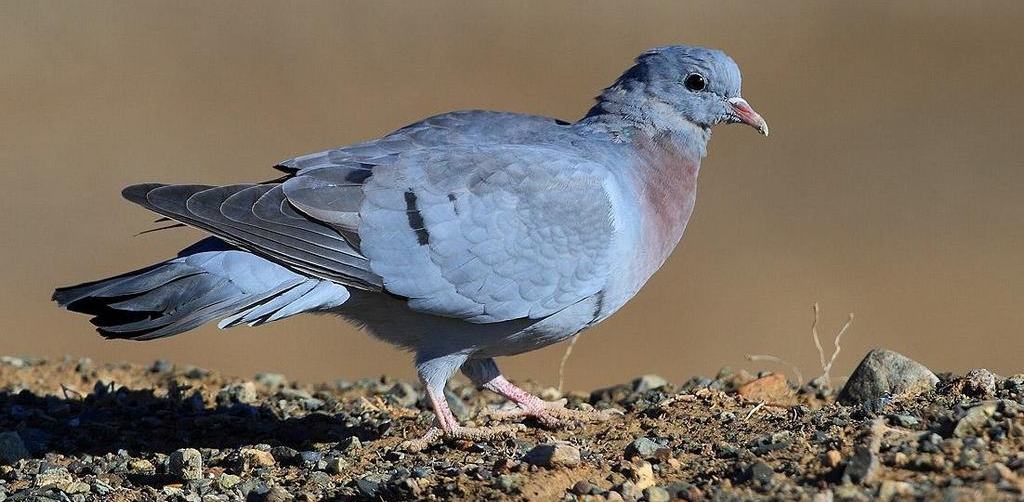 ŷ��