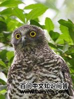 ��ӥ�^