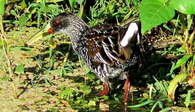 ���ް�����