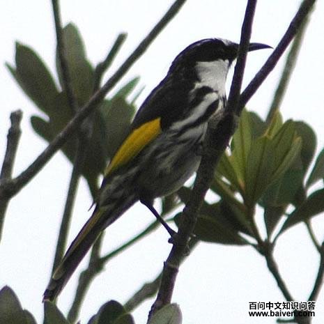 �׼հ������ͼƬ