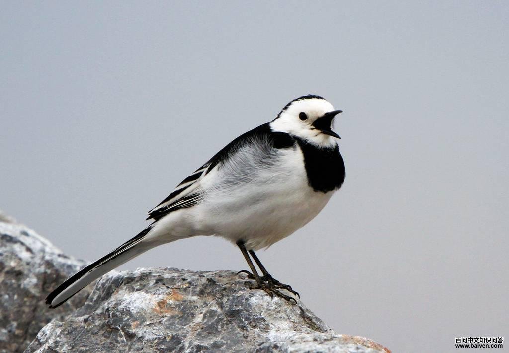 ���n�_����׼�ա����ߴ������