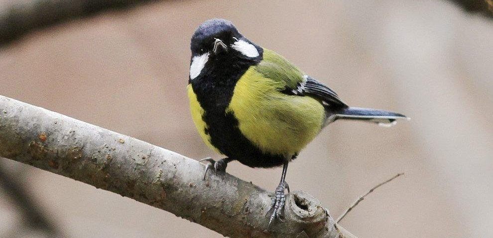 �̱�ɽȸ