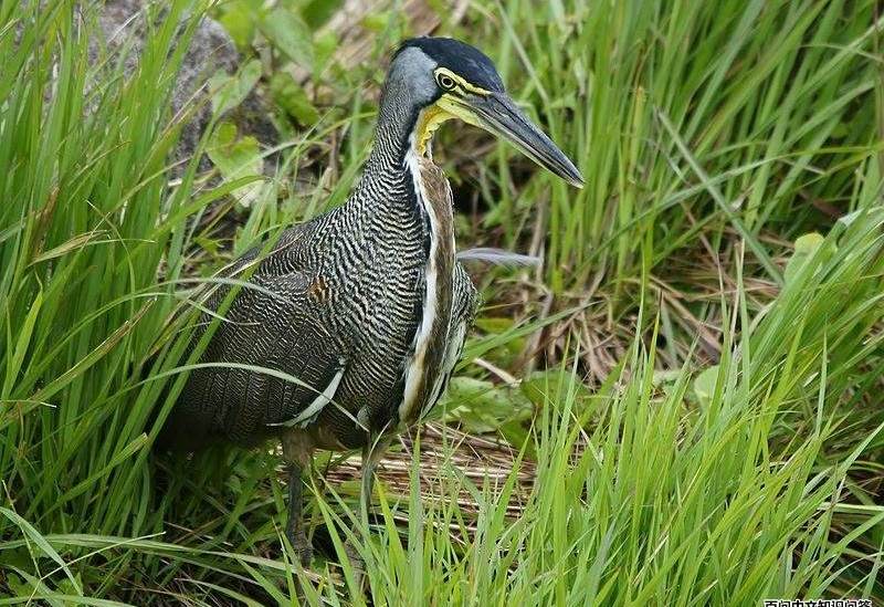 ������ص�ͼƬ