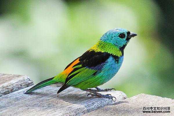 ���ȸ�Ƶ�ͼƬ