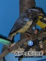 ����ɽ���ȸ��