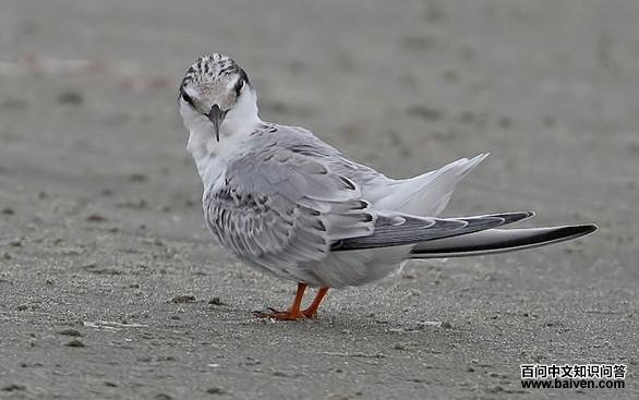 �׶���Ÿ