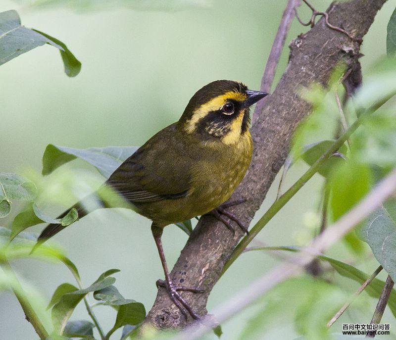 ����޴ȸ��ͼƬ