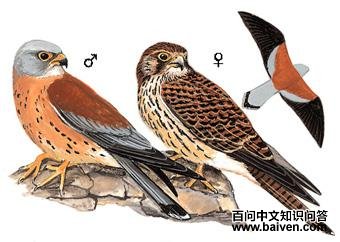 ��צ������̬����ͼ