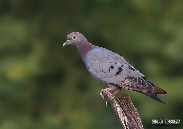 ���۸��ͼƬ