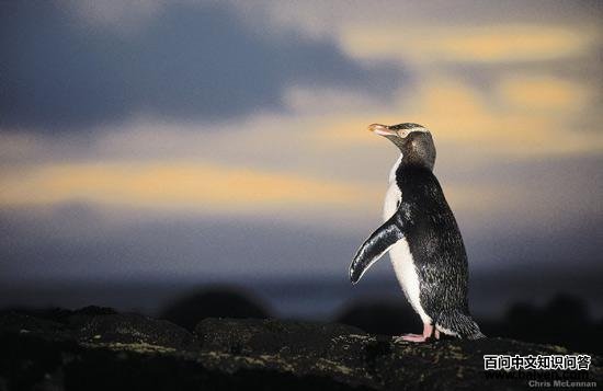 ̤�˹鳲�Ļ������