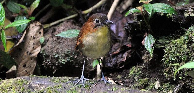 ��������ͼƬ