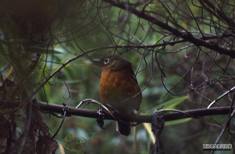 ��������ͼƬ