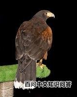 ����ӥ