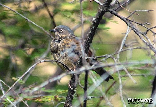 �������ң�����