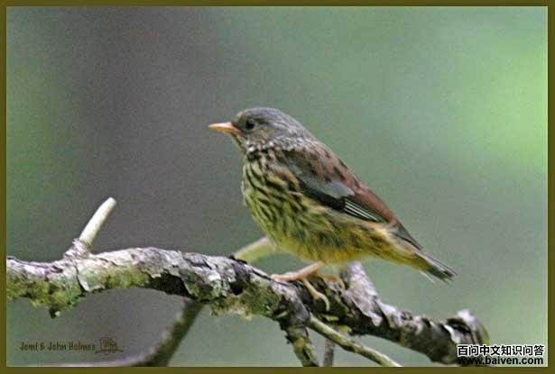 �������ң�����