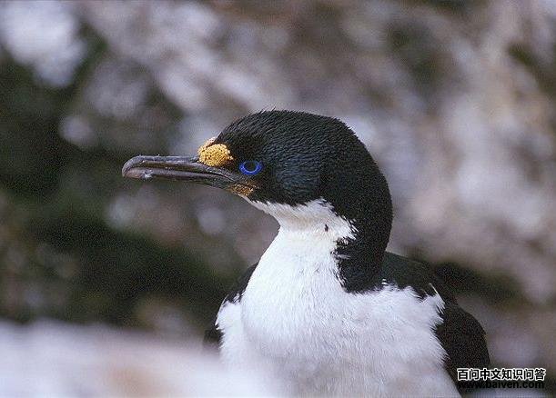 ������˵�ͼƬ