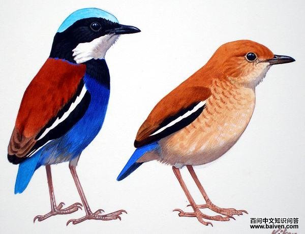 ��ͷ��ɫ��ͼƬ