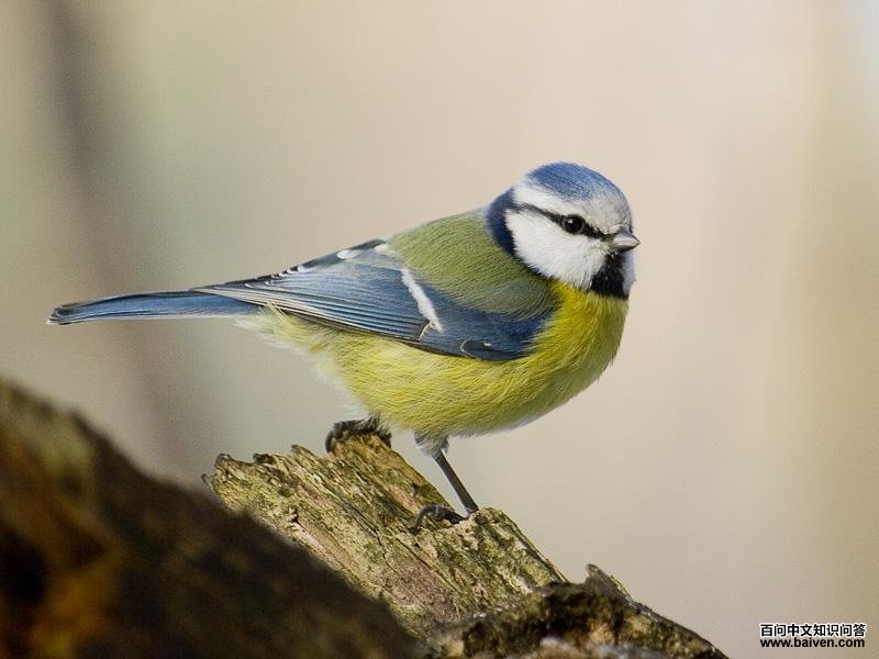 ��ɽȸ��ͼƬ