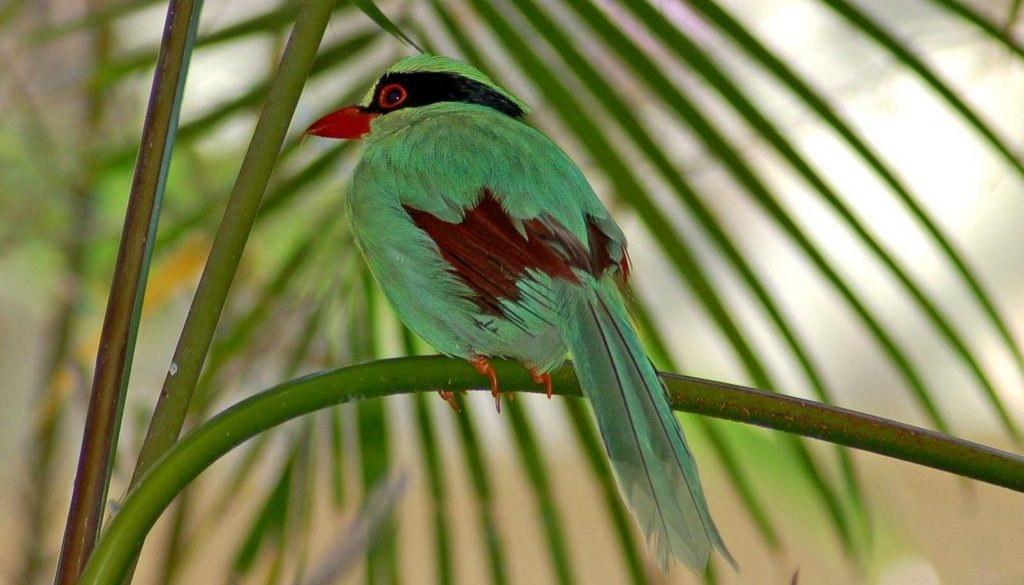 ����ȵ��National Zoo - Washington, DC, USA ? 2004 Jeff Whitlock