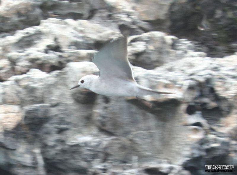 ������Ÿ��ͼƬ