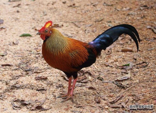 ����ԭ��������