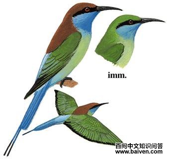�����仢����̬����ͼ