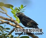 ���ڲ��c
