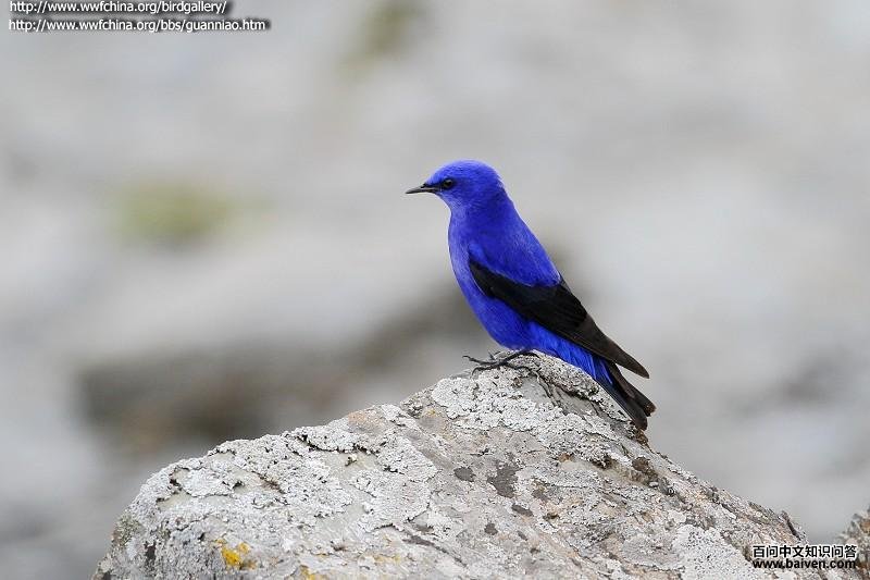 �������ͼƬ