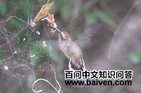 ��β������