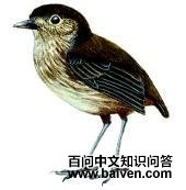 ��������ͼƬ