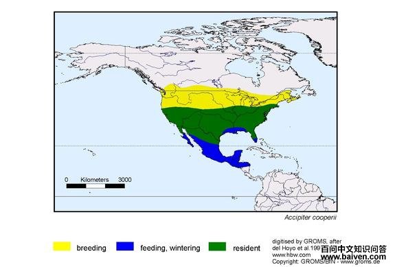 ����ӥ�������ֲ�ͼ