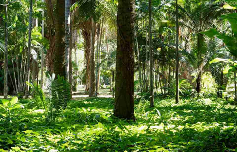 ������Լ����¬��ֲ��԰