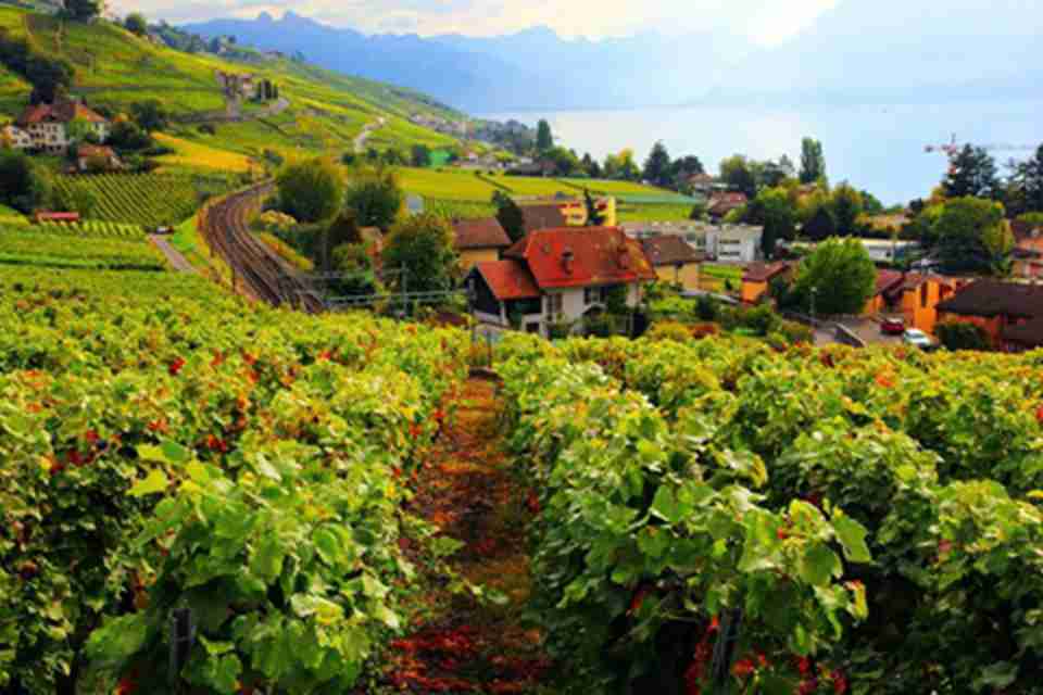 ����԰��ɽ����