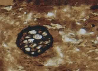 ��΢ú����֡��������塡����ƫ��Ŵ�564X�����أ����ɹ�����ŵ��