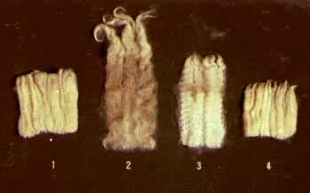 ���������ë��ë����̬��1.����ū��ë��2.�ֿ���ë��3.��ķ����ë��4.��������ë