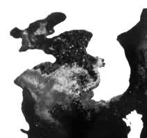 �ÿɼ���ͺ���ң�л�õĻƺӡ�����Ҷ���طֲ�ͼ