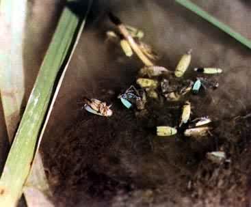 ������ɱ����Ҷ��