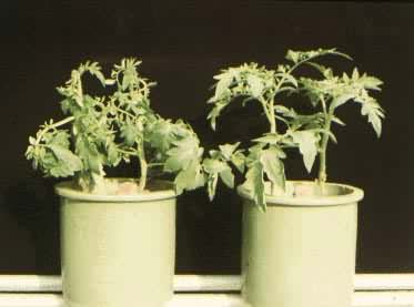 ��ϩ��Ⱦָʾֲ������ѡ���Ϊ��Ⱦ�����ƫ�Ϸ�Ӧ����Ϊ����