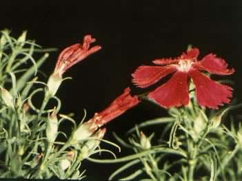 ��ϩ��Ⱦָʾֲ����й�ʯ����Ϊ��Ⱦ����ıջ���Ӧ����Ϊ����