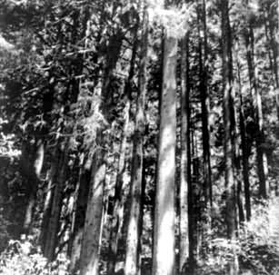 һ������ֲ���ͺɼ