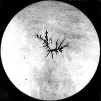 ͼ7����צ״����