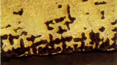 ͭ�߽�����֯��ǳ��ɫ����Ϊ�������壬�Ϻ�ɫΪ�������ģ������壬��ɫ����Ϊ���������㣩