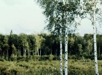 ��Ҷ��Ҷ��